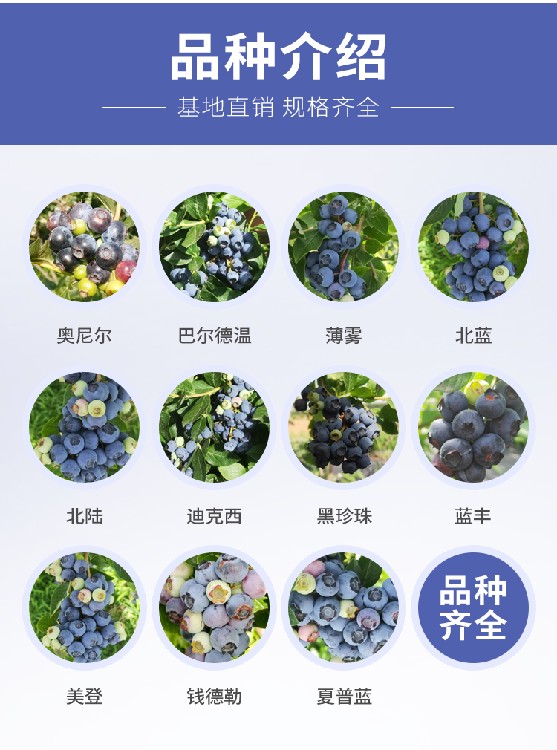 瑞卡蓝莓苗基地批发 三年蓝莓苗价格 新中苗木