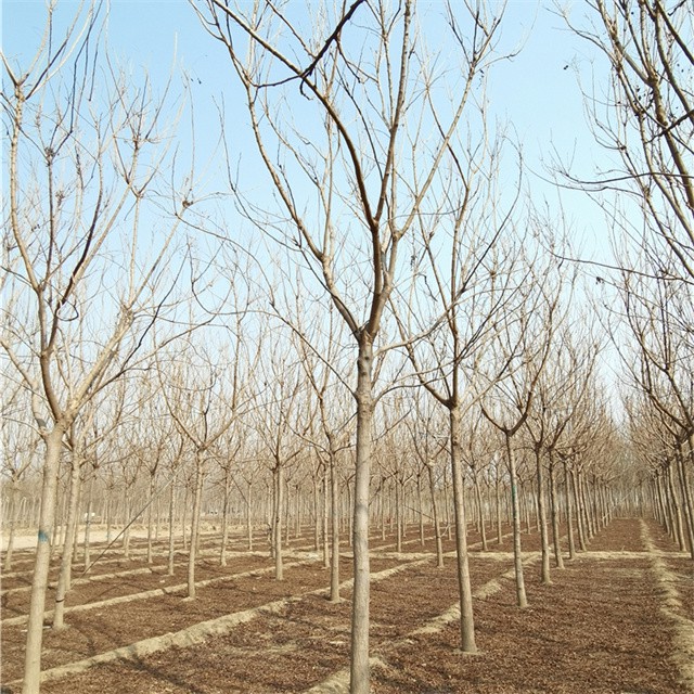 山东临沂栾树