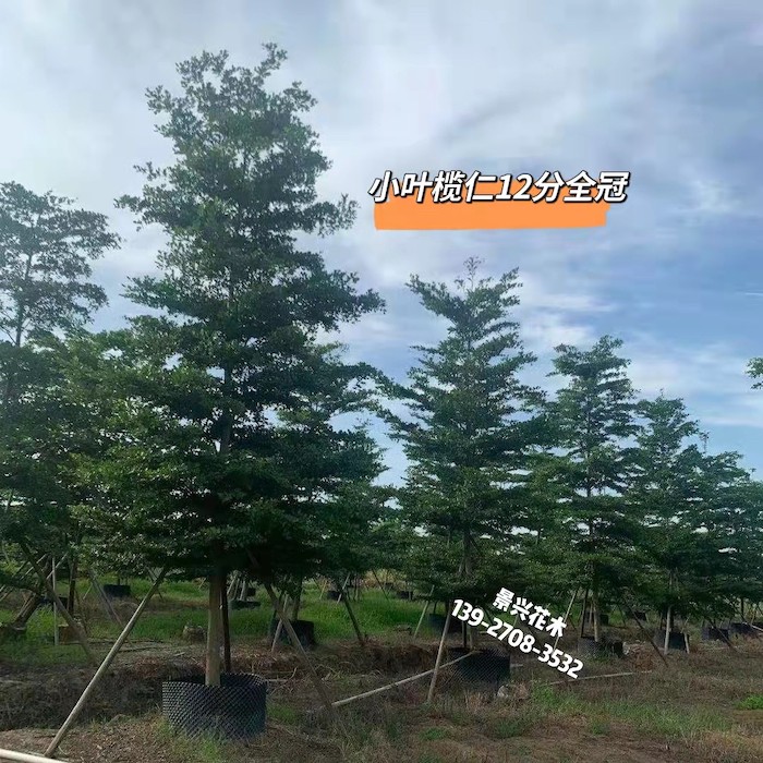 景兴花木非洲榄仁锦叶榄仁景兴花木小叶榄仁报价及图片