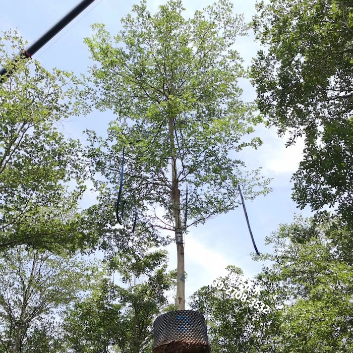 广东佛山10公分小叶榄仁基地雨伞树