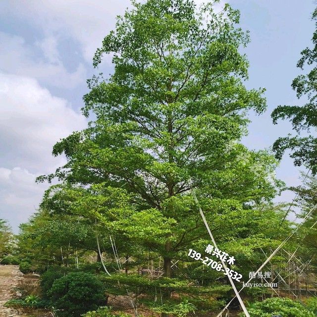 锦叶榄仁景兴花木小叶榄仁基地雨伞树