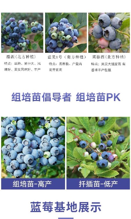 莱克西蓝莓苗品种介绍 新中苗木蓝莓苗价格