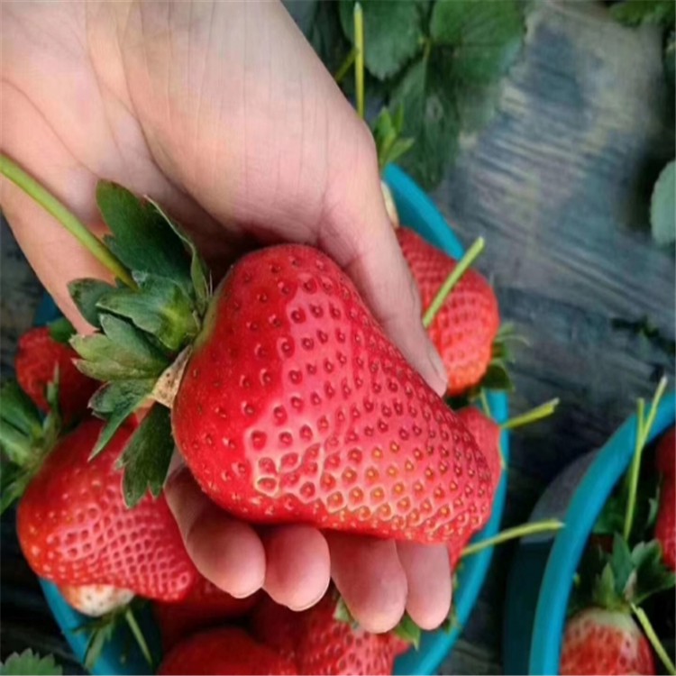 塞娃草莓苗新中苗木草莓苗供货商