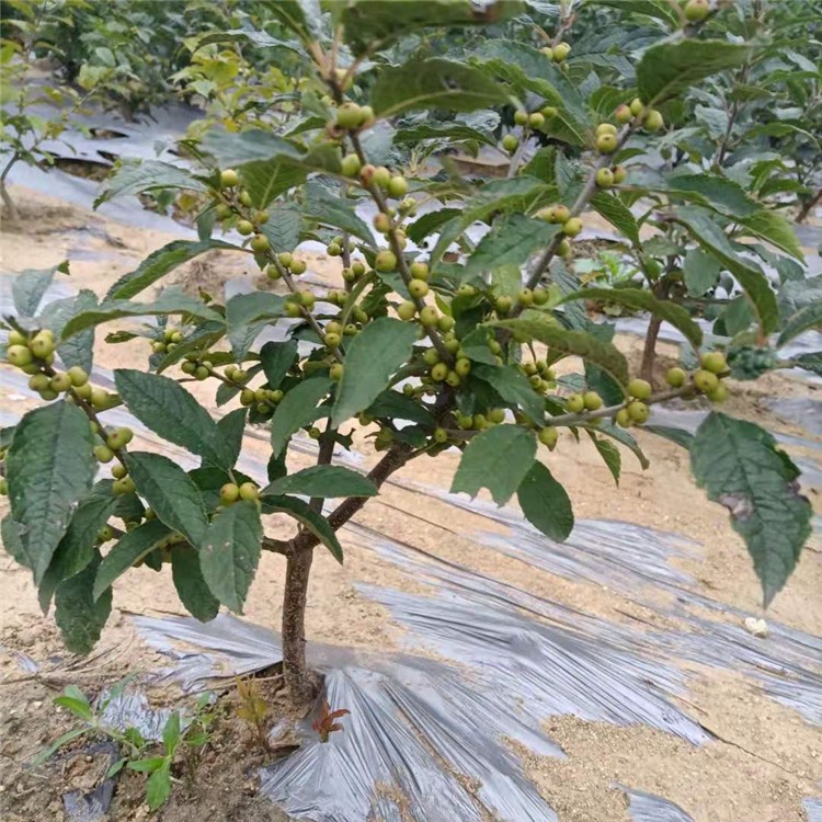 如果只栽种一棵北美冬青的话,它是不会结果的,因为北美冬青是雌雄异株