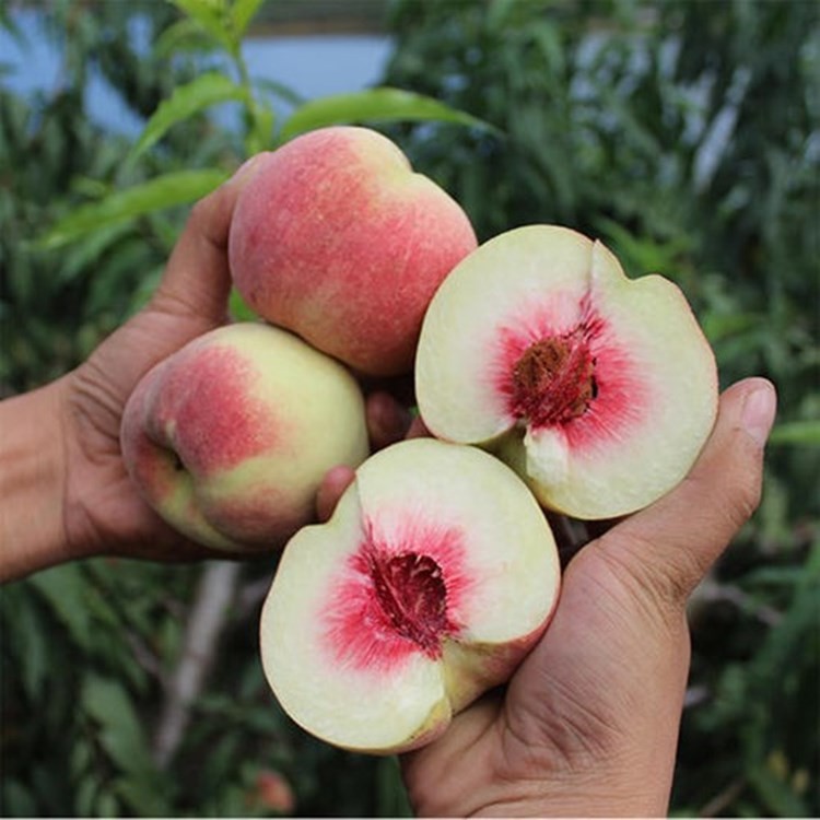 黑桃又名乌桃,也叫,产于皖南山区,是我国早年发现的具开发价值的特种