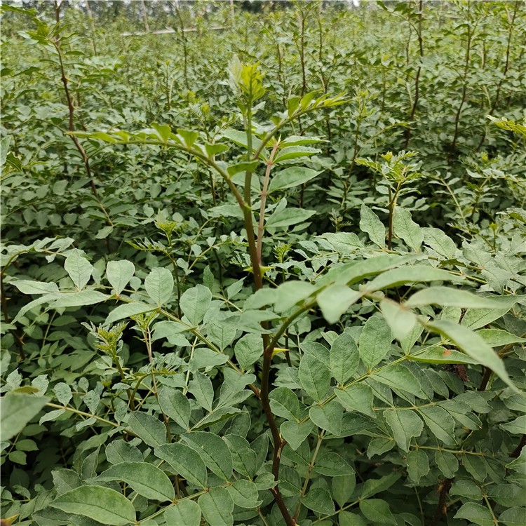 基地供应花椒苗新中苗木花椒苗