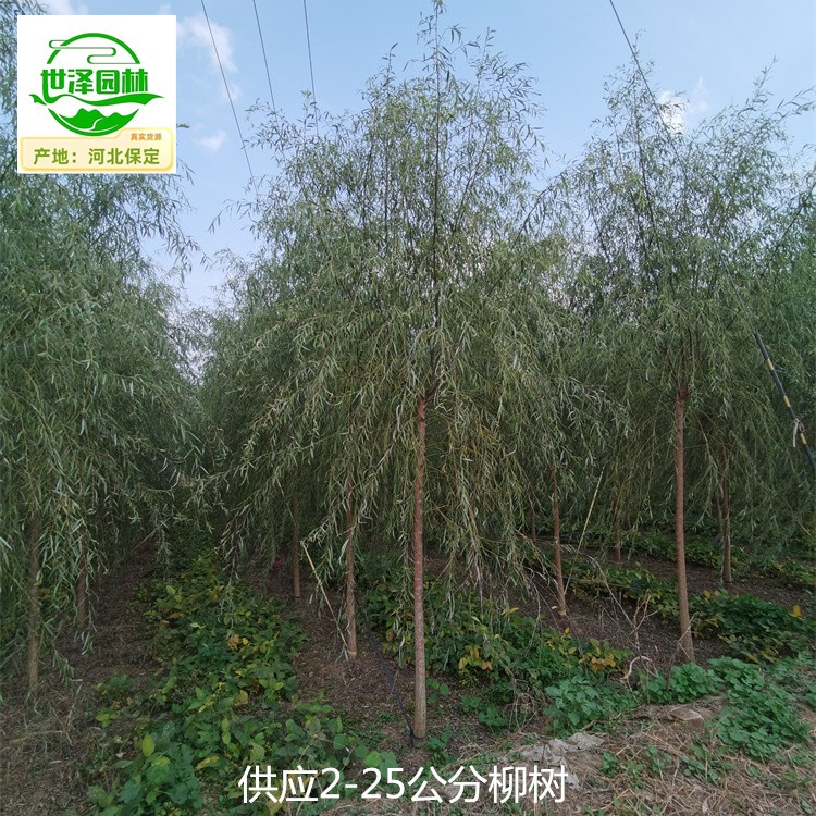 内蒙古乌兰察布柳树,垂柳