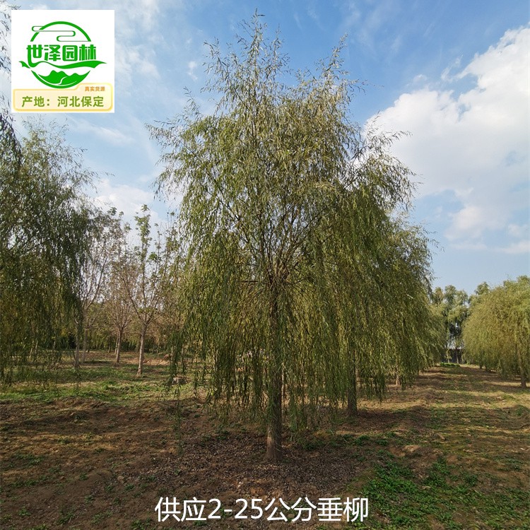 13公分垂柳苗圃价格,青皮垂柳