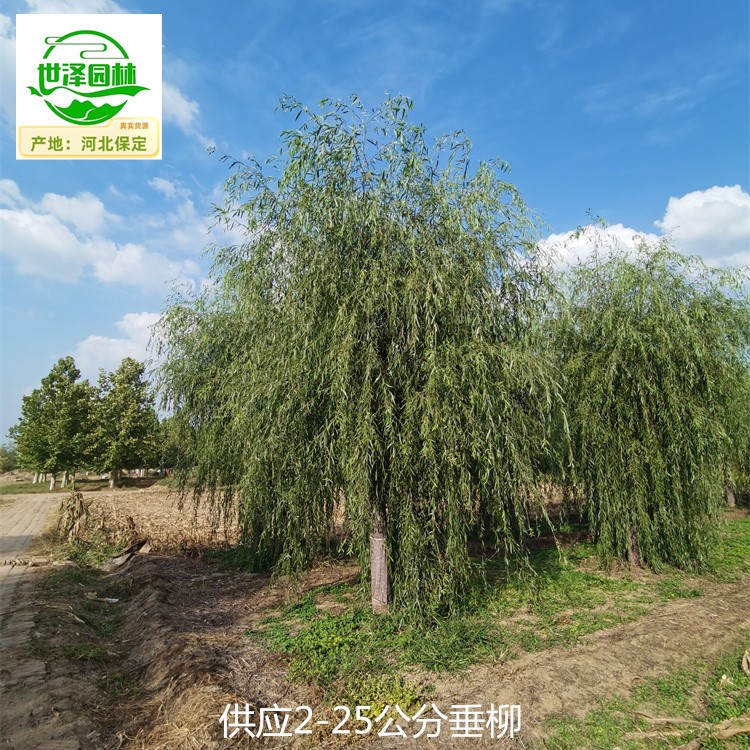 20公分垂柳苗圃批发