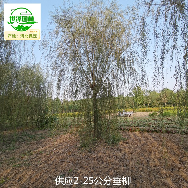 8公分垂柳苗圃供应,青皮垂柳