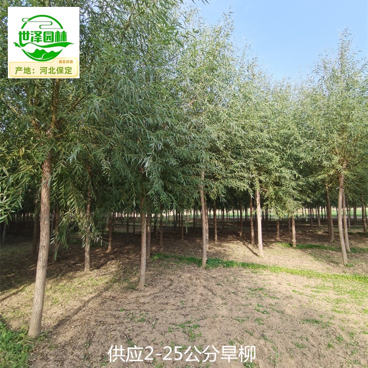 14公分旱柳树批发,柳树