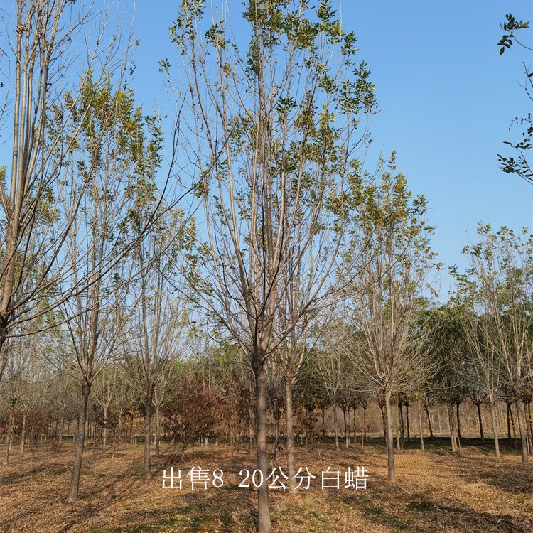 重庆南川白蜡树苗,景观苗木