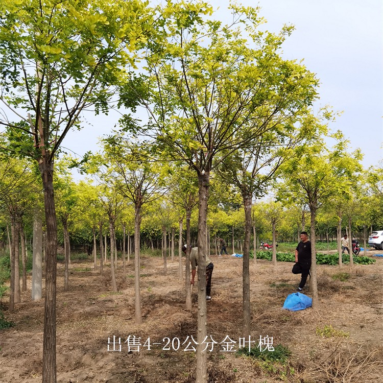 湖北黄石金叶槐基地,树形美观