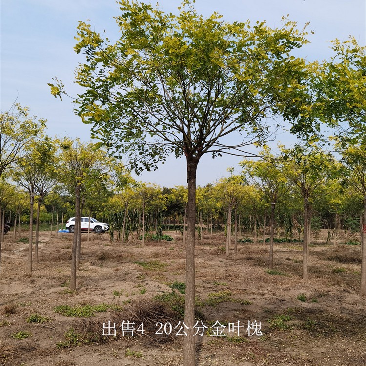 河南周口金叶槐基地,树形美观