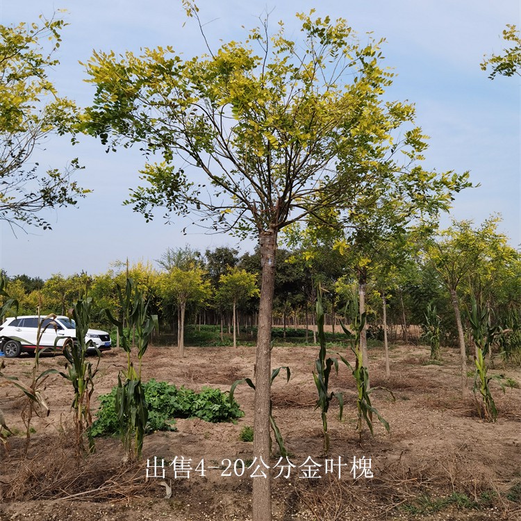 重庆巴南金叶槐产地,树形美观