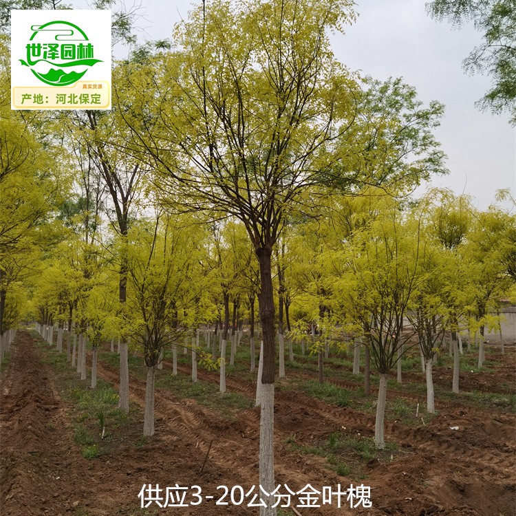 13公分金叶槐苗圃供应,国槐树