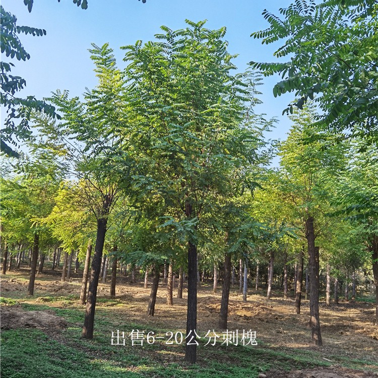黑龙江佳木斯刺槐出售