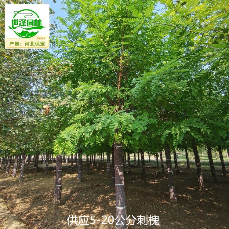 刺槐苗木报价