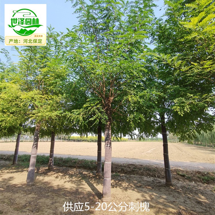 新疆吐鲁番刺槐批发商,苗圃货源