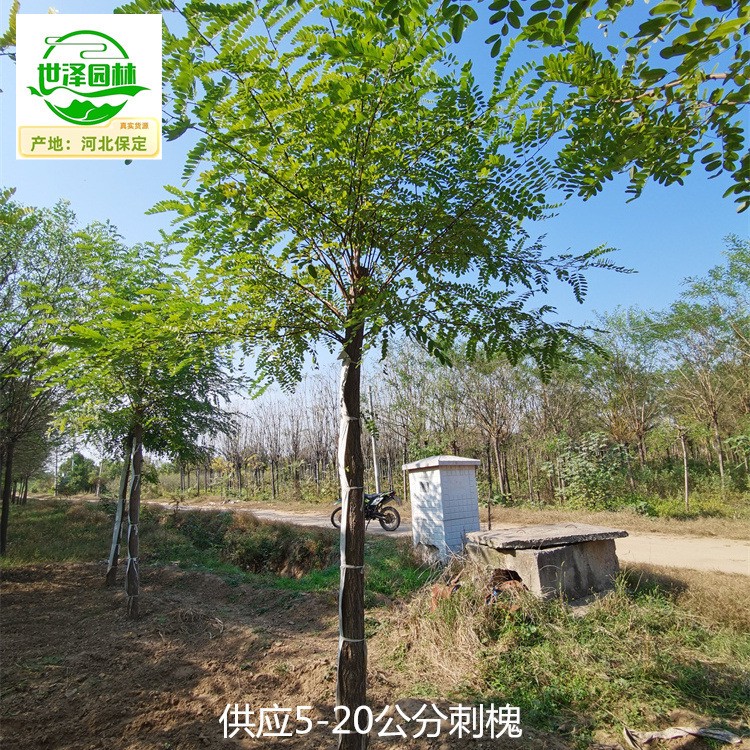 邯郸刺槐