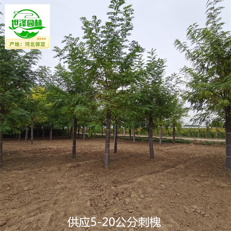 湖南湘潭刺槐