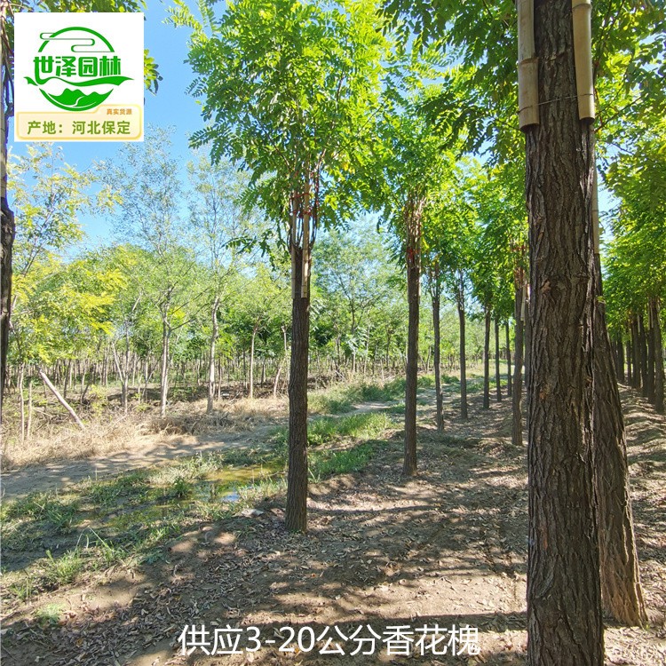 12公分香花槐苗圃批发,红花刺槐树