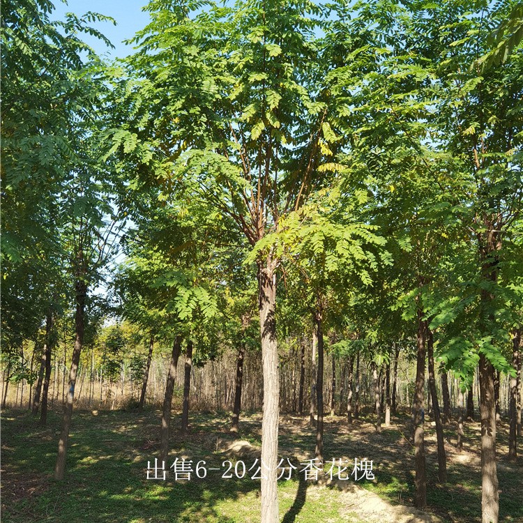 安徽合肥香花槐,红花槐