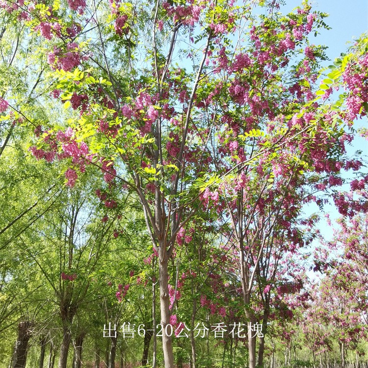 四川乐山香花槐树苗,红花槐