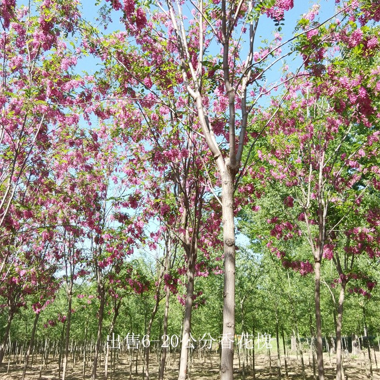 浙江台州香花槐产地,红花槐