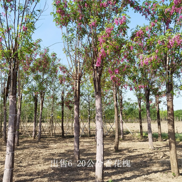 四川甘孜香花槐,质量优良