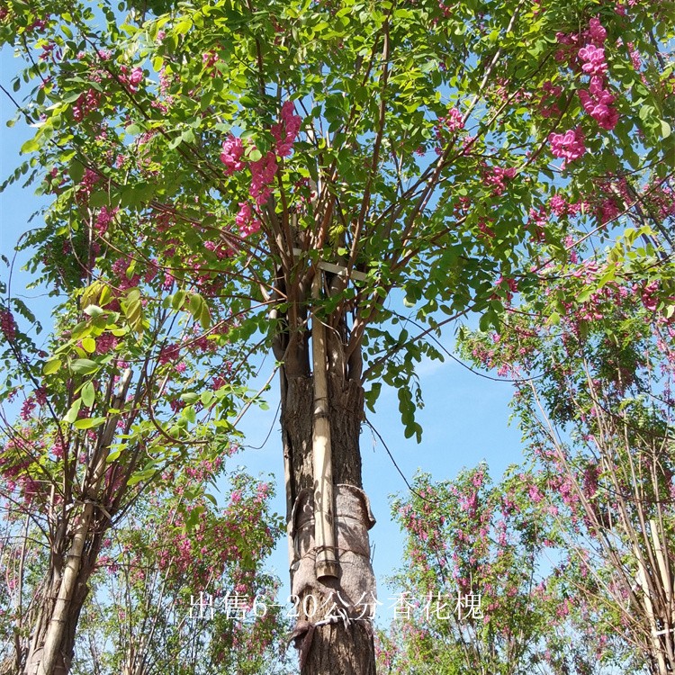 重庆垫江香花槐,质量优良