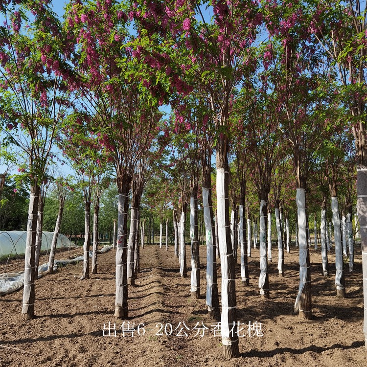 浙江宁波香花槐,质量优良