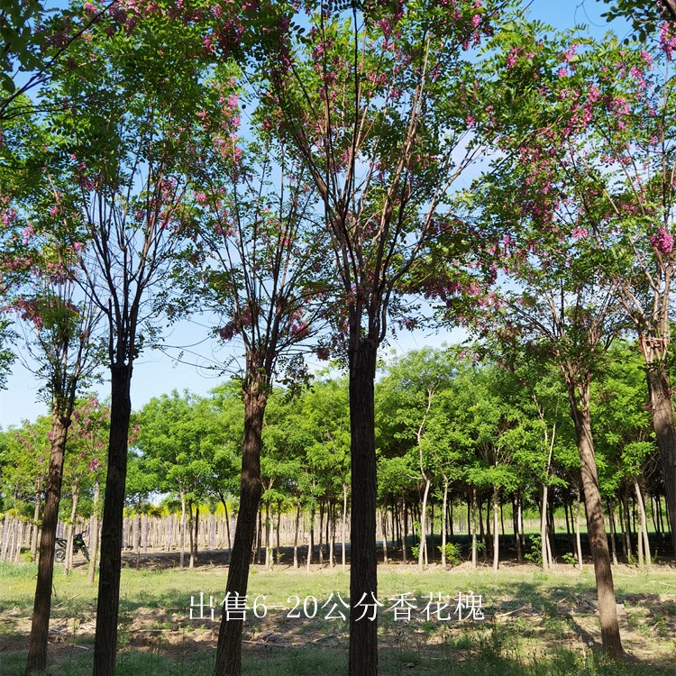 河南濮阳香花槐树苗,红花槐