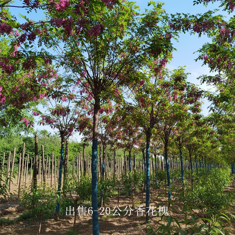 供应香花槐,红花槐