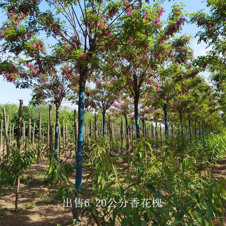 香花槐商家,红花槐