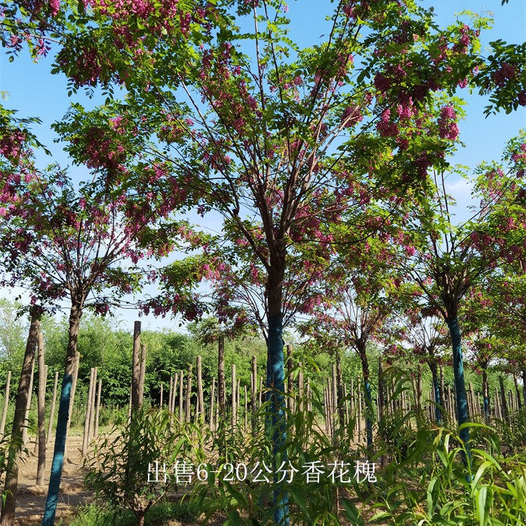 四川达州香花槐供应,红花槐