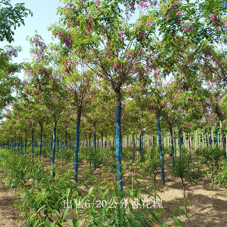 香花槐苗圃,红花槐