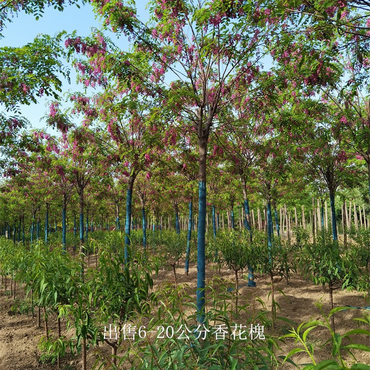 重庆彭水香花槐,红花槐