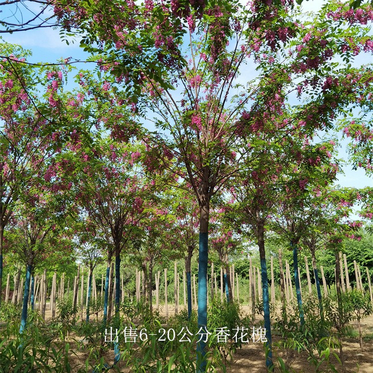 云南丽江香花槐,质量优良