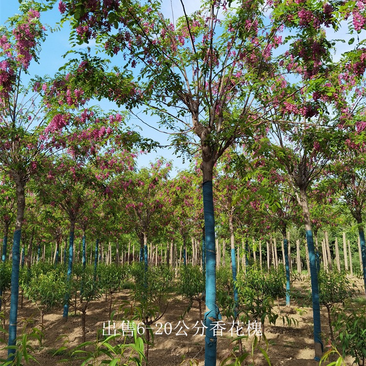 西藏日喀则香花槐,质量优良