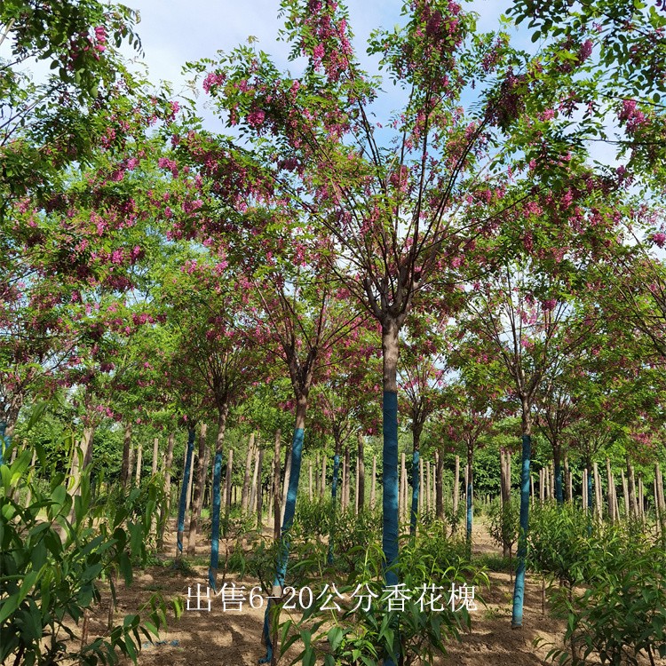 安徽蚌埠香花槐,质量优良