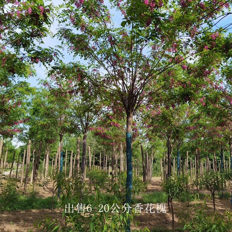 吉林香花槐产地,质量优良