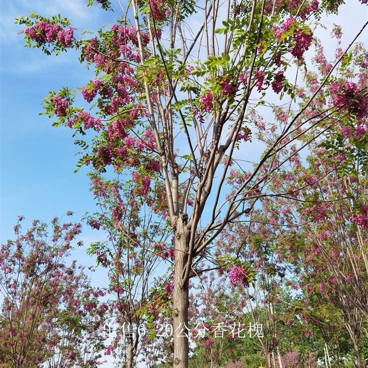 四川香花槐树苗,红花槐