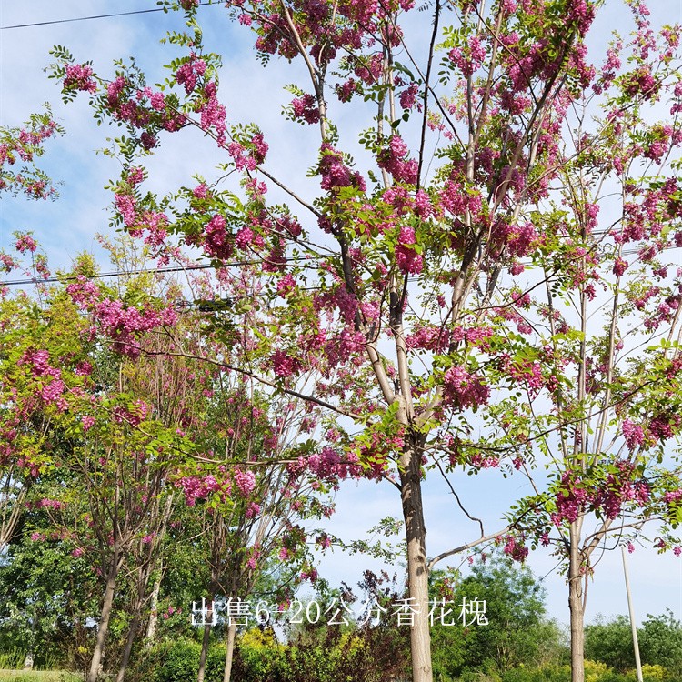 江西上饶香花槐,质量优良