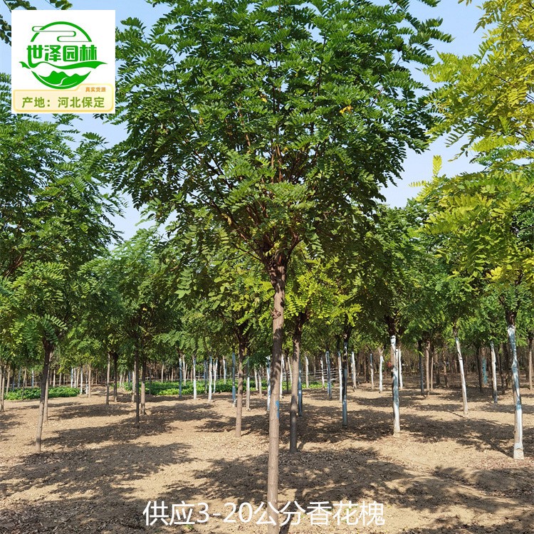 香花槐苗圃报价,红花刺槐树