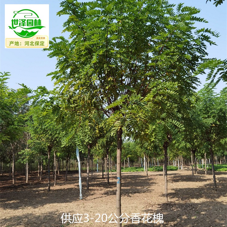 新疆乌鲁木齐香花槐,红花刺槐树