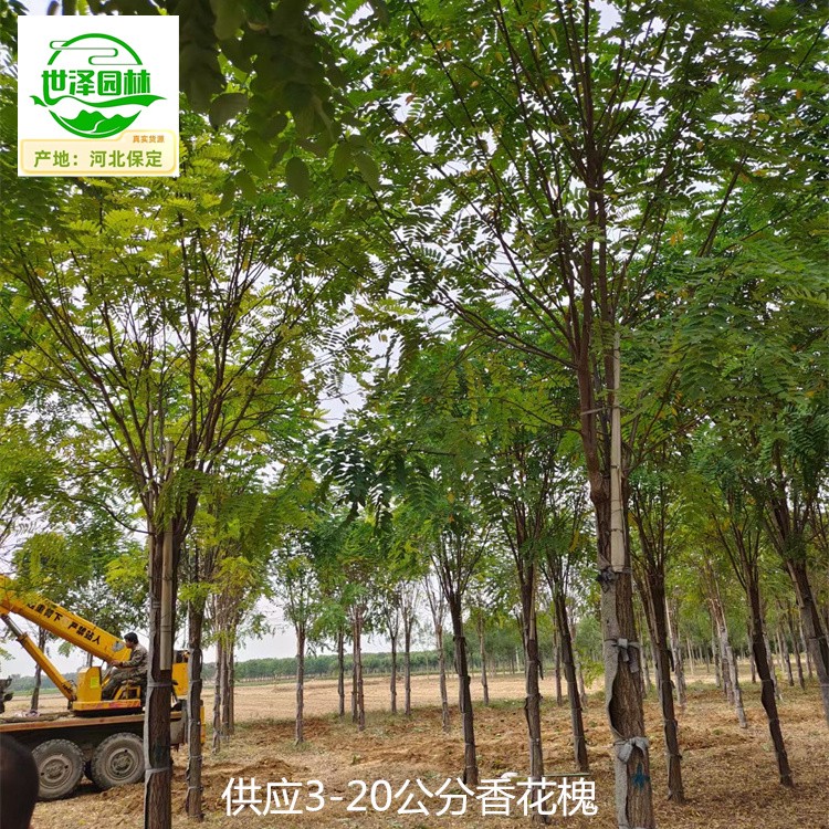 福建泉州香花槐产地供应,红花刺槐树