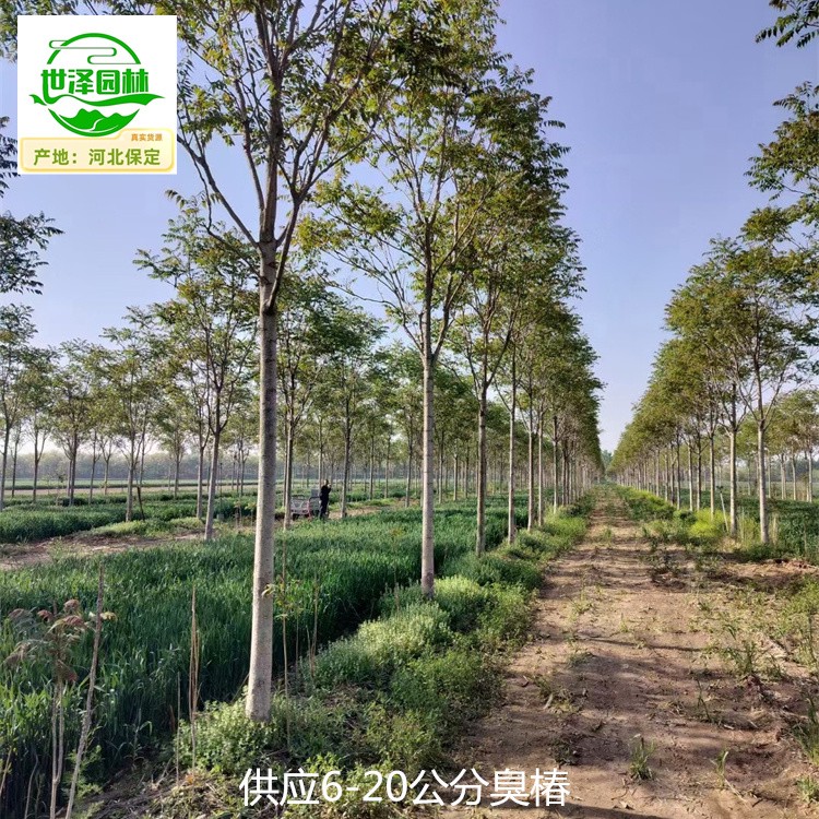 15公分臭椿树苗批发