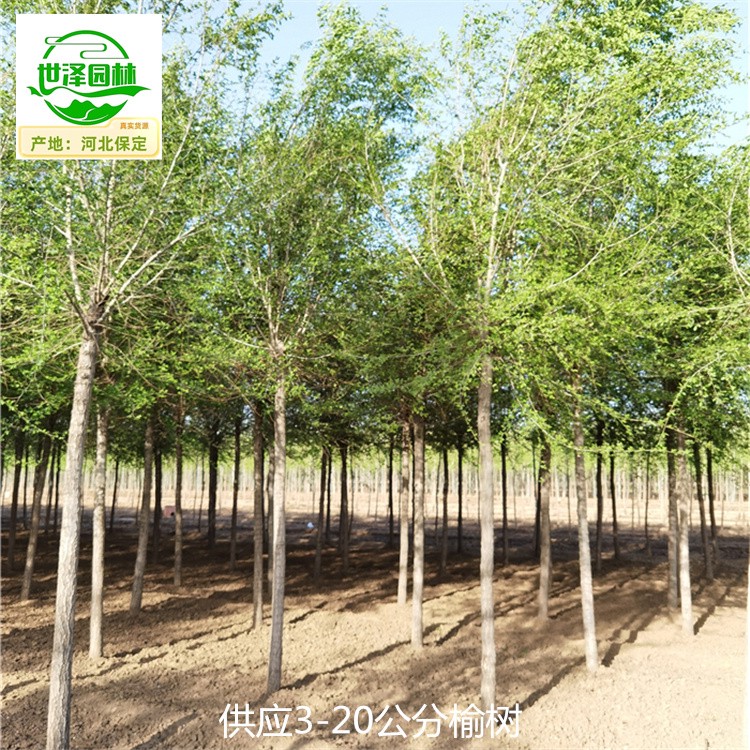 4公分榆树苗木出售,规模大