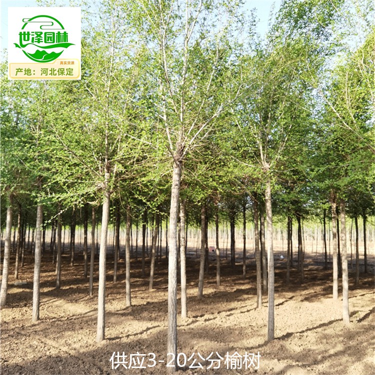 6公分榆树苗圃批发,规模大